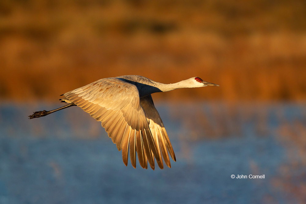 Crane;Flying Bird;Grus canadensis;Photography;Sandhill Crane;Sunrise;action;active;aloft;behavior;birds;color image;flight;fly;flying;in flight;motion;movement;one animal;soar;soaring;wing;winged;wings